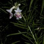 Chilopsis linearis Цветок