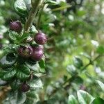 Rhaphithamnus spinosus Fruto