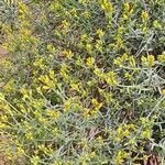 Genista lydia Habitatea