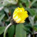 Pilosella officinarum Flower