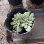 Echeveria minima List