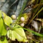 Maianthemum bifolium Frukt