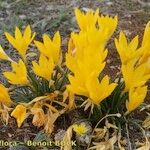 Sternbergia sicula अन्य