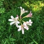 Lycoris squamigera 花