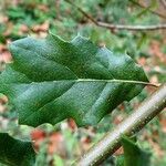 Quercus wislizeni Листок
