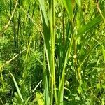 Phleum pratense Leaf