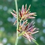 Cyperus longus 花