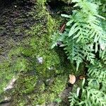Polypodium californicum Hábito