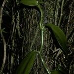 Vanilla planifolia Hábito