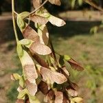 Acer cissifolium Fruto