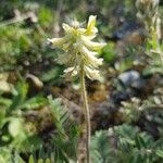 Oxytropis pilosa Цветок