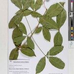 Maerua bussei Alia