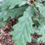Quercus petraea पत्ता