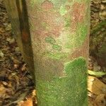 Abarema jupunba Ŝelo
