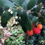 Arbutus unedo Плід