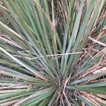 Agave striata Blatt