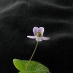 Platystemma violoides 整株植物