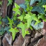 Hedera hibernica पत्ता