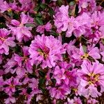 Rhododendron lapponicum অভ্যাস