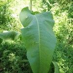 Rumex cristatus Leaf