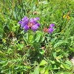 Prunella grandiflora Alkat (teljes növény)