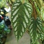 Cissus discolor Folha