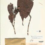 Botryarrhena pendula Fruto