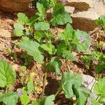 Erodium malacoides Hábitos