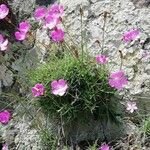 Dianthus pungens Habitus