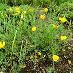 Papaver aculeatum Yeri