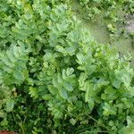 Nasturtium officinale Habit