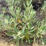 Eriodictyon crassifolium Hoja
