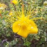 Hypericum balearicum 花