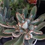 Kalanchoe tomentosa 葉