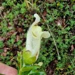 Antirrhinum latifoliumFlower