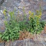 Solidago virgaurea Hábito