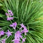 Tulbaghia simmleri Flower