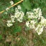 Galium albumFlower