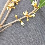 Sideroxylon salicifolium Blomma