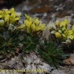 Draba hispanica Habitat