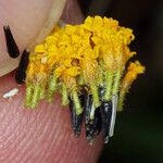 Pseudobahia peirsonii Flor