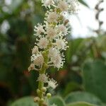 Croton flavens Flower