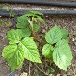 Rubus occidentalis Fuelha