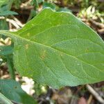 Solanum villosum Leaf