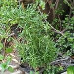 Salvia × lavandulacea Φύλλο