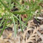 Plantago afra Blad