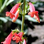 Penstemon havardii Кветка