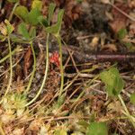 Trifolium suffocatum Habit