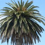 Phoenix canariensis Hoja