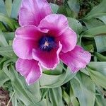 Tulipa lortetii Flower